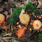 Stalked Puffball-in-Aspic
