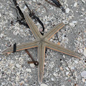 Star Fish