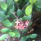 Jungle Geranium