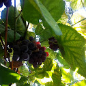 Grape