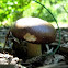 Young Wine Cap