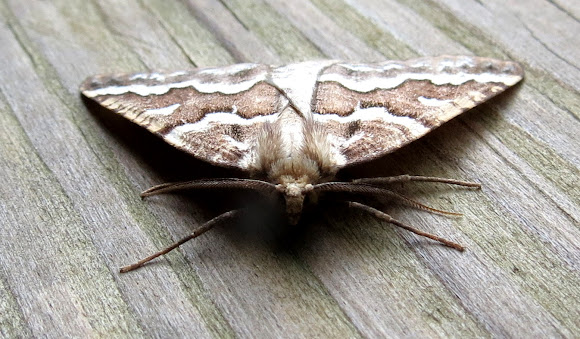 Spotting Image 1