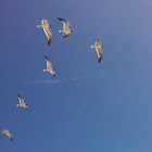 Seagull