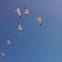 Seagull