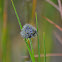 Fynbos Restios