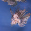 Red Lionfish