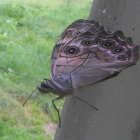 Northern Pearly-Eye