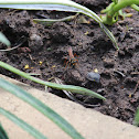 Wasp