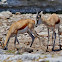 Springbok
