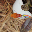 Orquidea