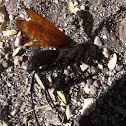 Tarantula hawk
