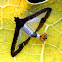 Cucumber Moth