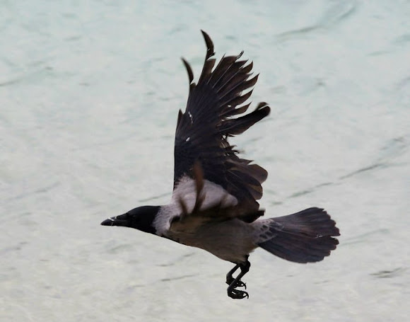 Spotting Image 1