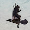 Hooded Crow