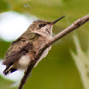 Ruby-Throated Hummingbird