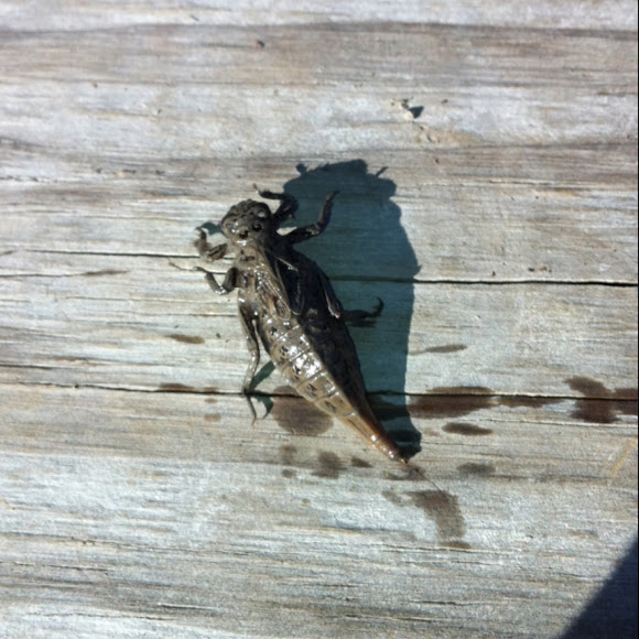 Spotting Image 1