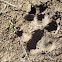 animal tracks