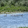 WildlifeHabitatCanada