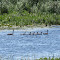 WildlifeHabitatCanada