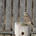 Short-eared Owl