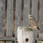 Short-eared Owl