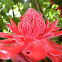 Red Torch Ginger Flower
