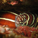 Zebra moray