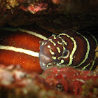 Zebra moray