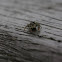 Springspin (Salticidae)
