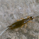 Earwig