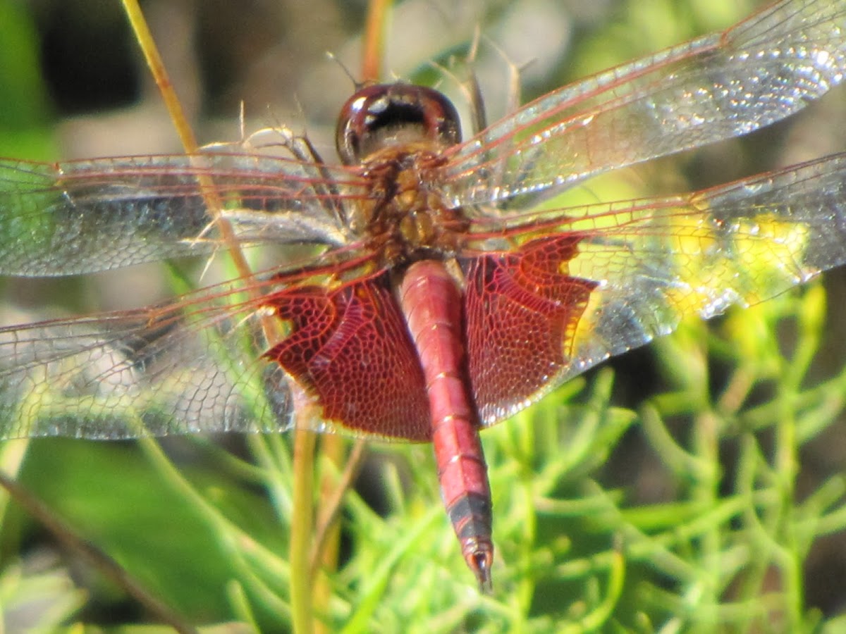 Red saddlebags dragonfly