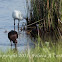 Glossy Ibis