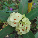 Crown Of Thorns