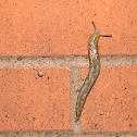 Yellow slug