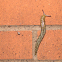 Yellow slug