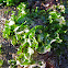 Sea Lettuce