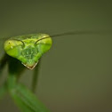mantis