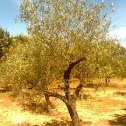 Acebuche
