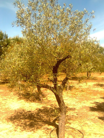 Spotting Image 1