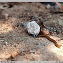 Hammer Head Worm