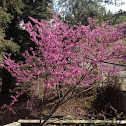Western Redbud