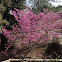 Western Redbud