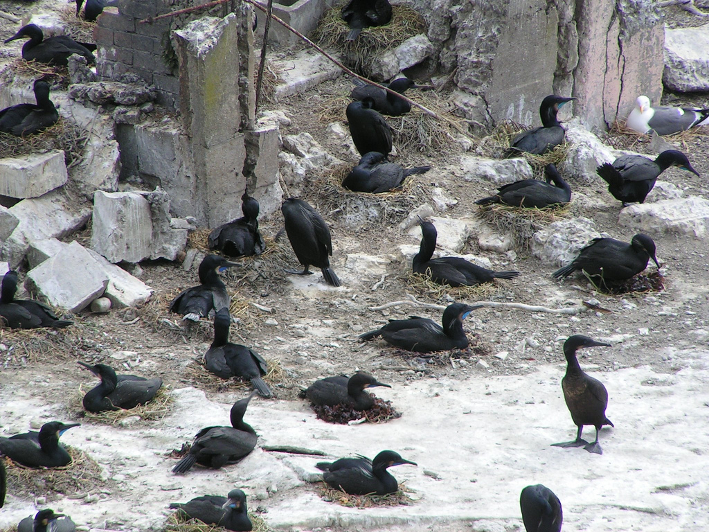 Brandt's cormorant