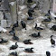 Brandt's cormorant