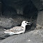 galapagos swallow tailed Gull (non breeding plumage)