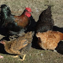 Domestic chickens
