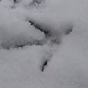 Common Pheasant