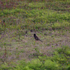 Common Myna