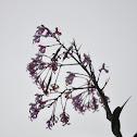 Orquidea