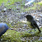 New Zealand Robin (Toutouwai)